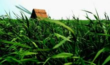 童年的那片芦苇地