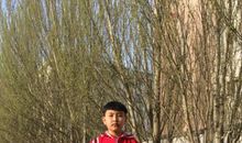 我爱校园的杨树