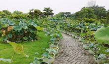 美丽的夏末新荷