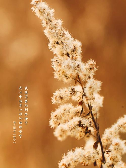 野草给了我力量