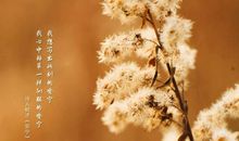 野草给予我力量