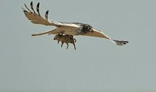 大难临头读后感