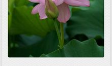 雨后景观让我陶醉