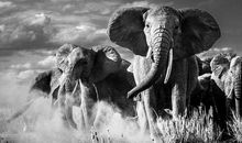 最美丽的尊严_550字