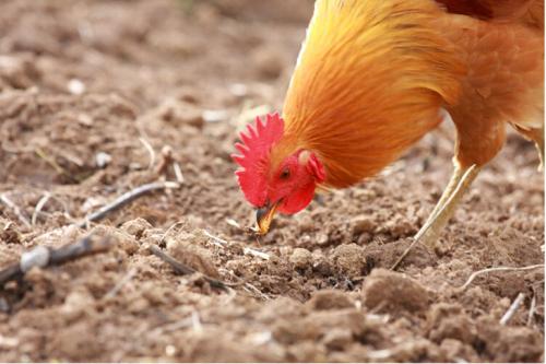 我最喜欢的小公鸡