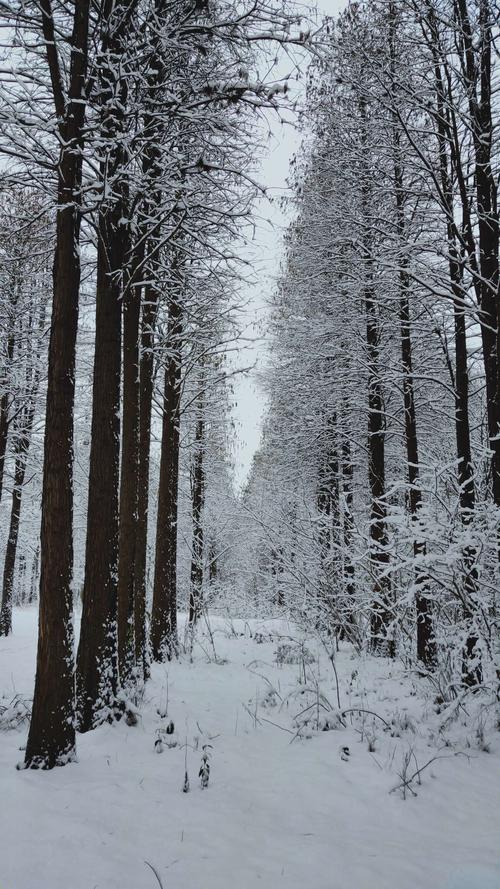我爱你，白雪