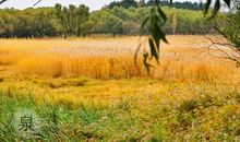 感恩的花开在大自然的路上