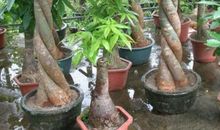 发财树生长过程日记