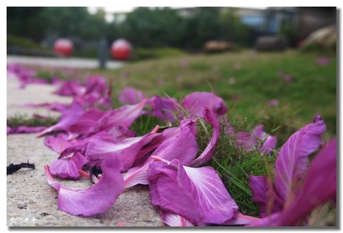 鲜花不是无情的