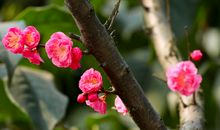 足下踏花，碾尘微笑