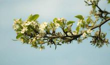 我读懂了那花儿