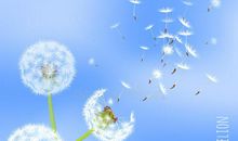 风在哪儿，蒲公英就在哪儿