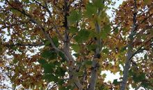 抬头仰望一棵树