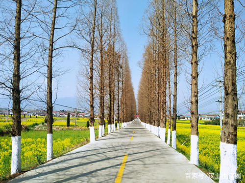 “阳光树”诗歌