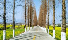 《阳光树影》诗歌