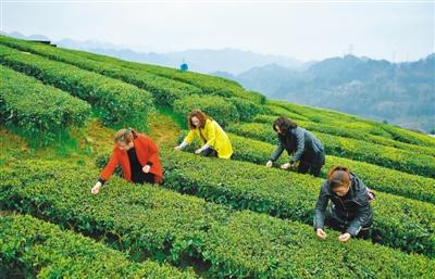 一种不同的茶
