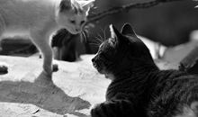 黑猫和白猫