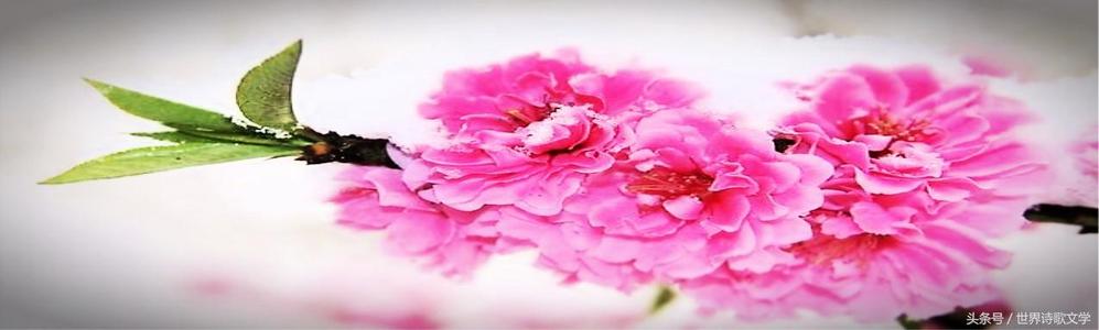 鲜花从土壤中放置