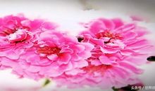 花朵盛放，源于土壤