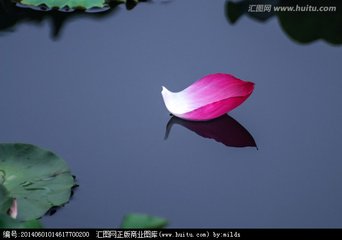 我不是一朵薄弱的花朵