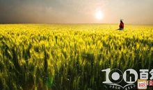 守望麦田读后感