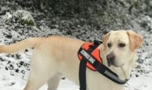 假如我有一只拉布拉多犬