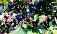 吃葡萄比赛之后