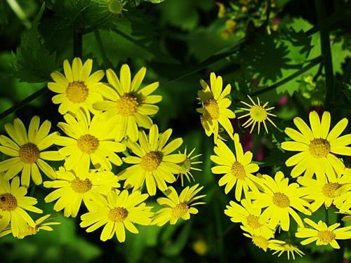 我是一个野生菊花。