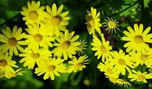 我是一朵野菊花