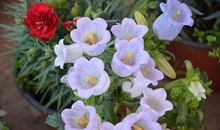 我爱养悬风铃花