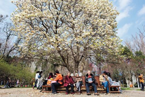 在木兰树下的童年