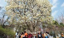 玉兰树下的童年