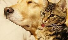 形影不离的朋友