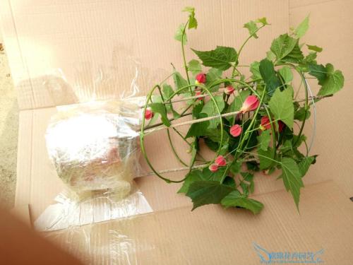 我家的悬挂风