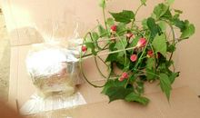 我家的悬风铃花