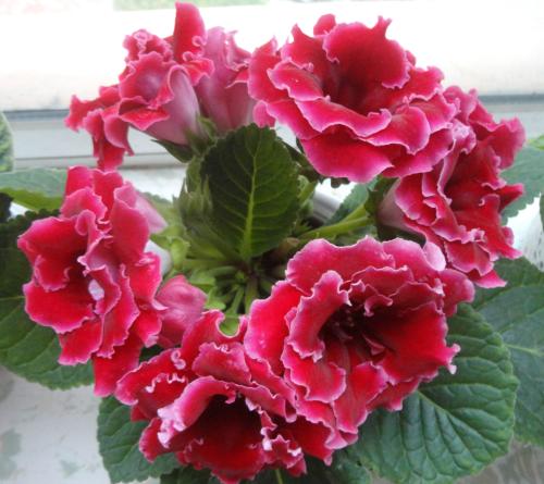 我爱家乡的芙蓉花