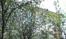 正是春花明媚时