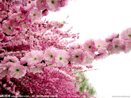 沉迷于春天的花朵世界