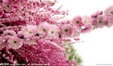 沉醉于春花的世界