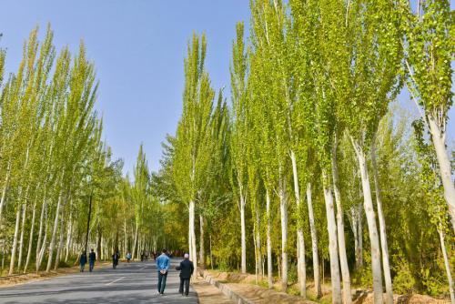 校园杨树
