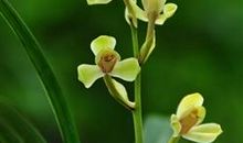 水仙花开的时候