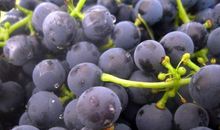 “吃葡萄”意义深