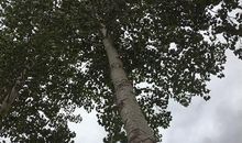 心中那棵断白杨