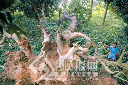小牧羊犬男孩被颠倒了村庄