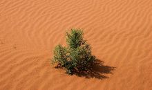 厉害了我的小草