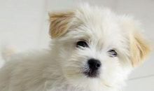 我最可爱的小狗