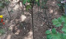 花圃里的那株桂花树