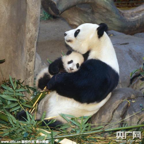 舐舐情