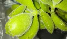 绿色在感恩中萌生