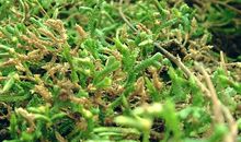 苔藓给了我启迪